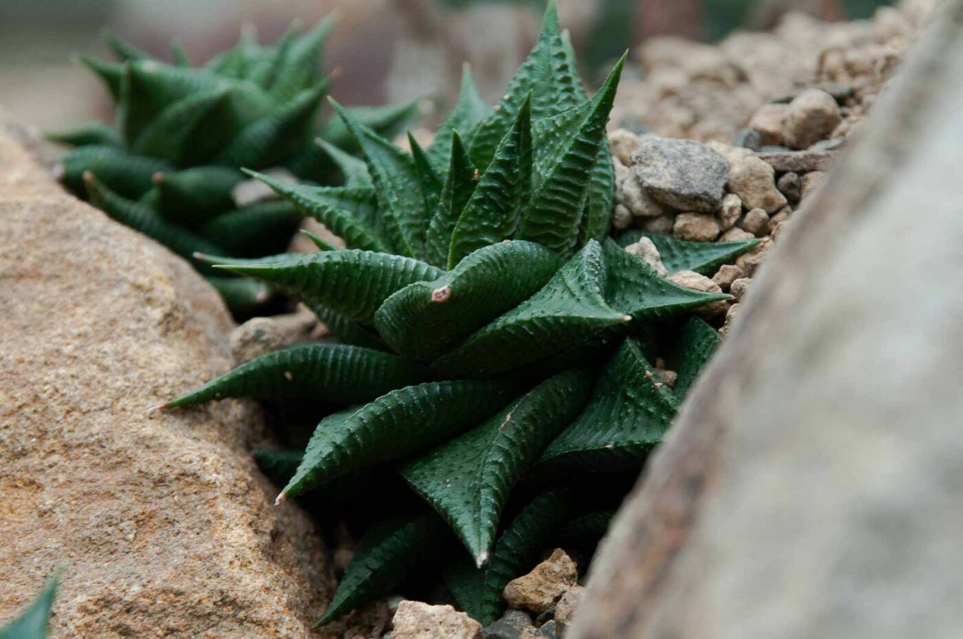 2018-11-25 -  RUB - Botanischer Garten