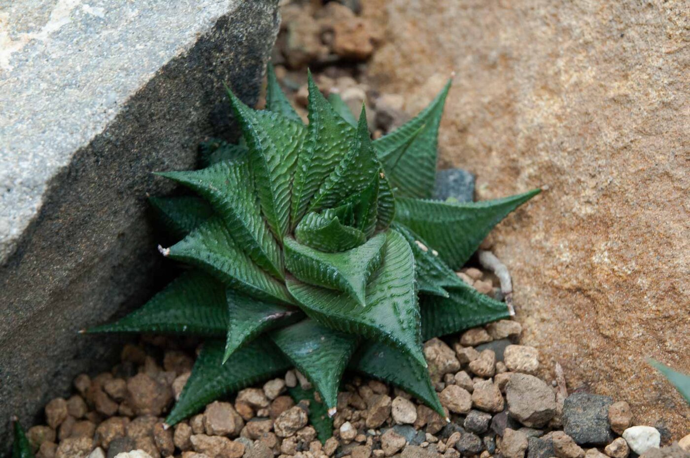 2018-11-25 -  RUB - Botanischer Garten