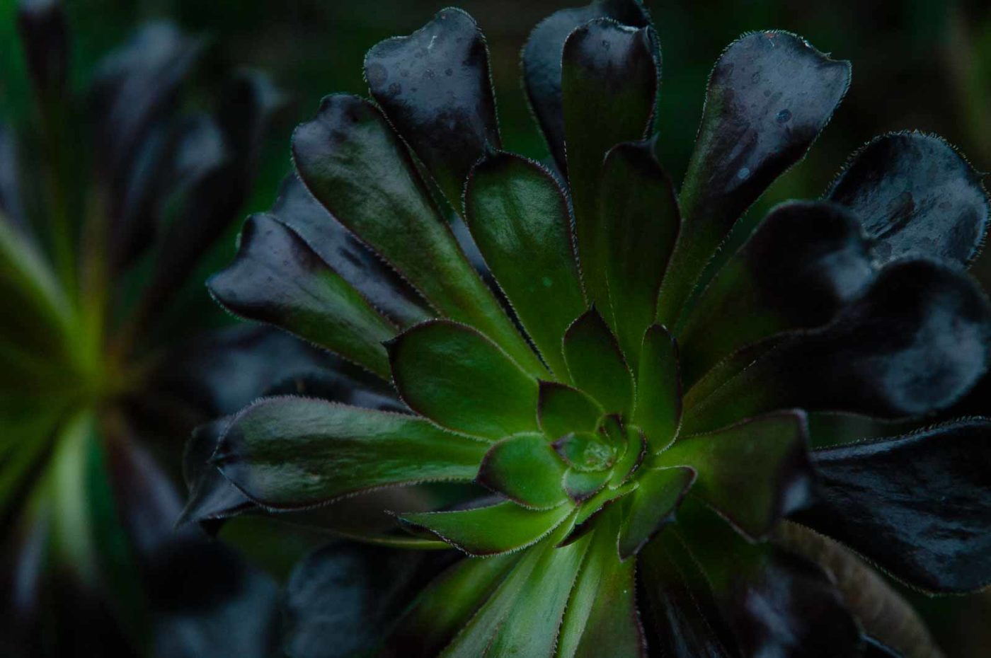 2018-11-25 -  RUB - Botanischer Garten