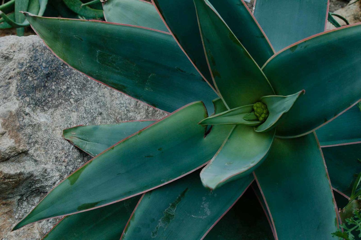 2018-11-25 -  RUB - Botanischer Garten