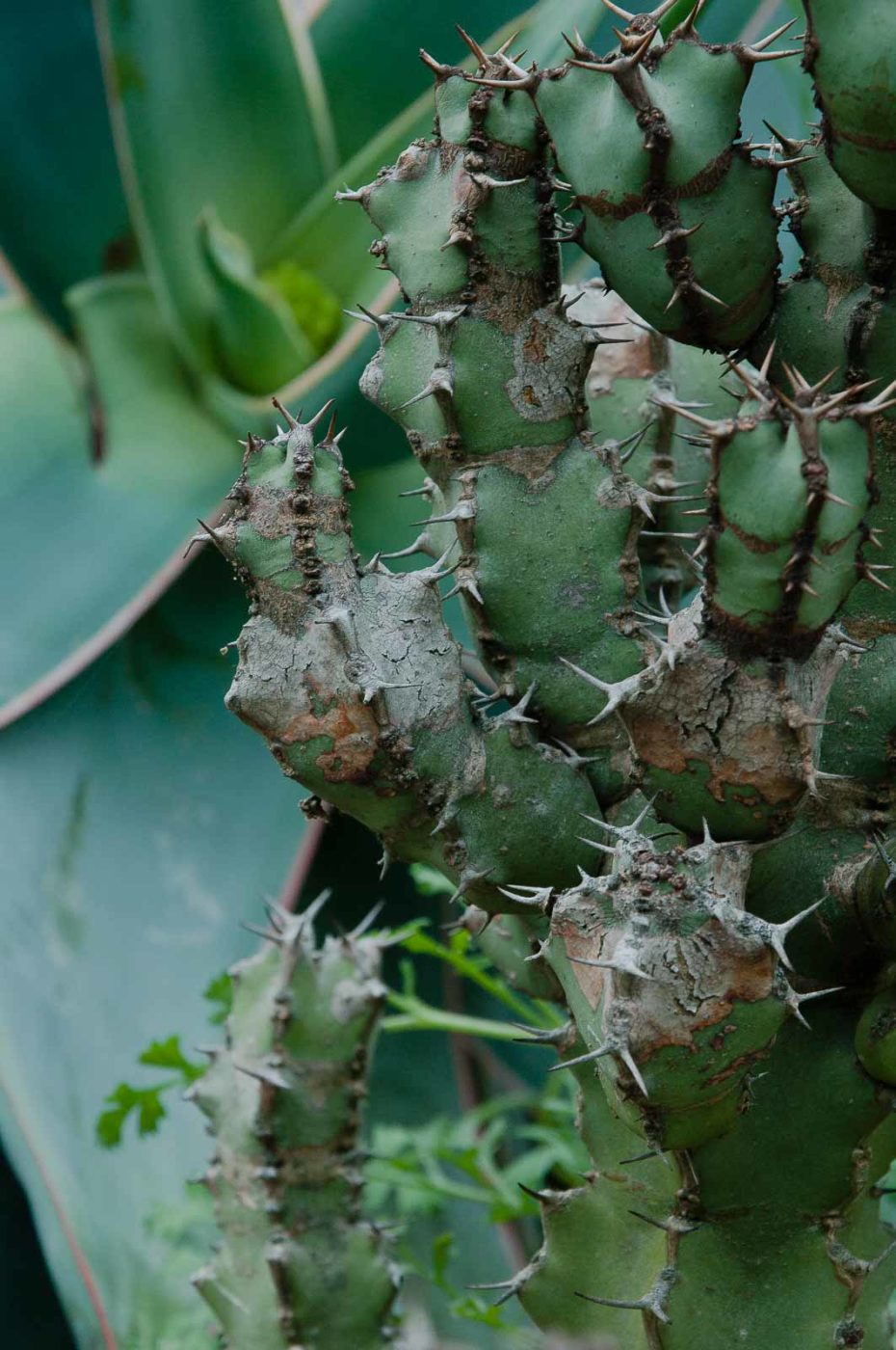 2018-11-25 -  RUB - Botanischer Garten