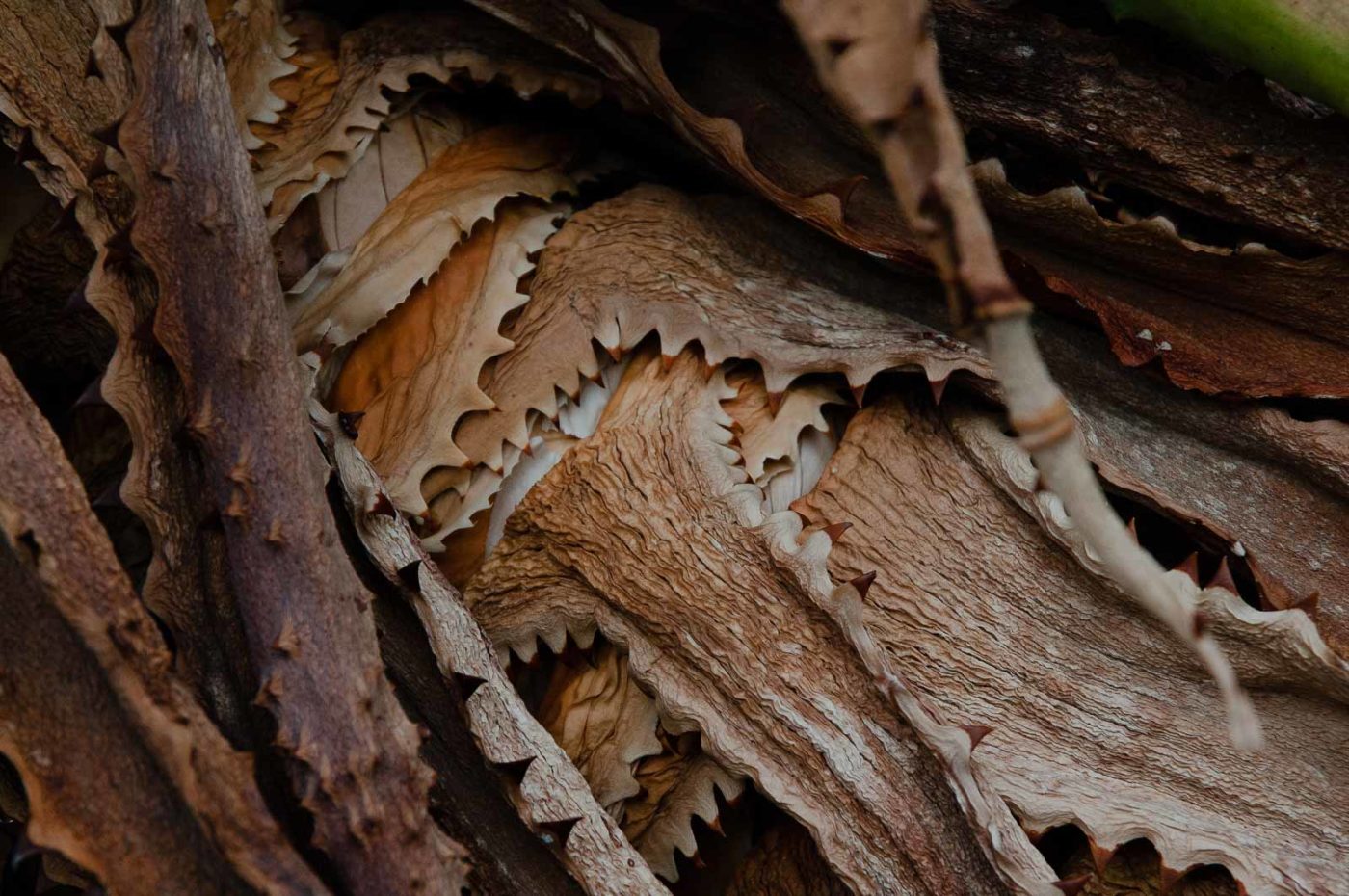 2018-11-25 -  RUB - Botanischer Garten