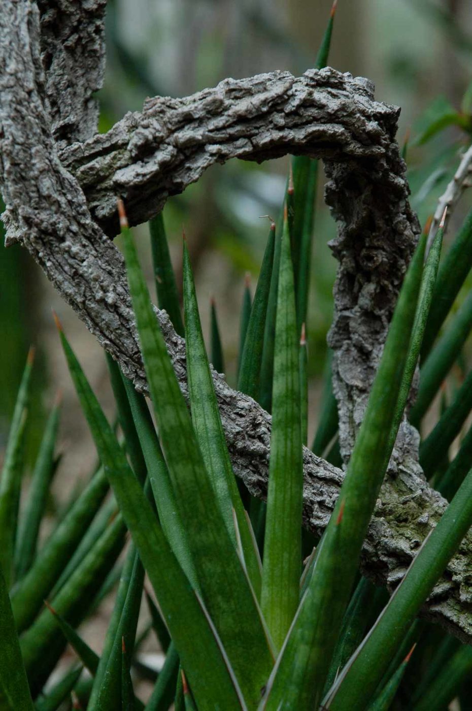 2018-11-25 -  RUB - Botanischer Garten