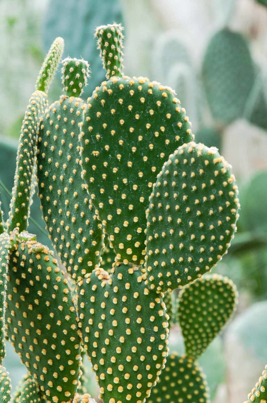 2018-11-25 -  RUB - Botanischer Garten