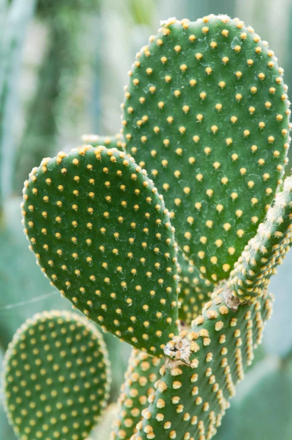 2018-11-25 -  RUB - Botanischer Garten
