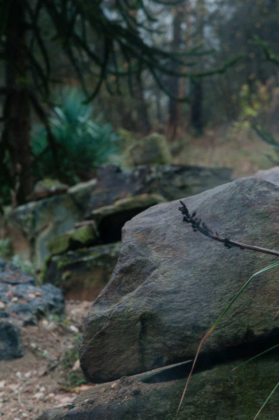 2018-11-25 -  RUB - Botanischer Garten