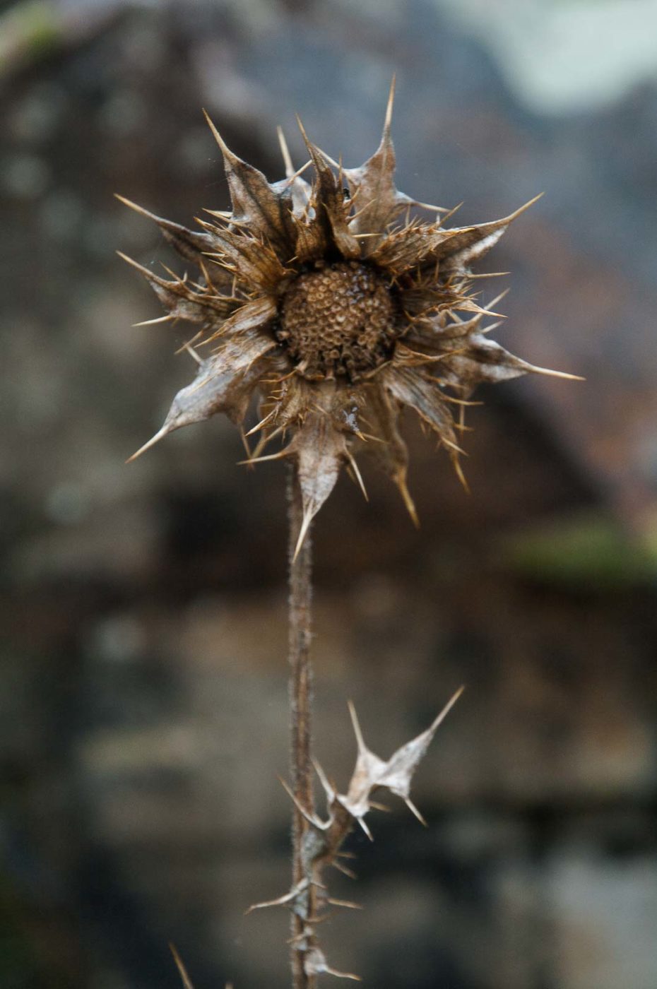 2018-11-25 -  RUB - Botanischer Garten