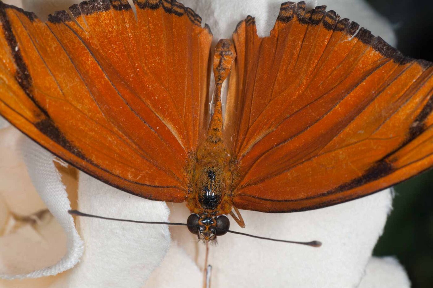 2018-11-27 - Residenzia - HolyHalla - Blitzversuche