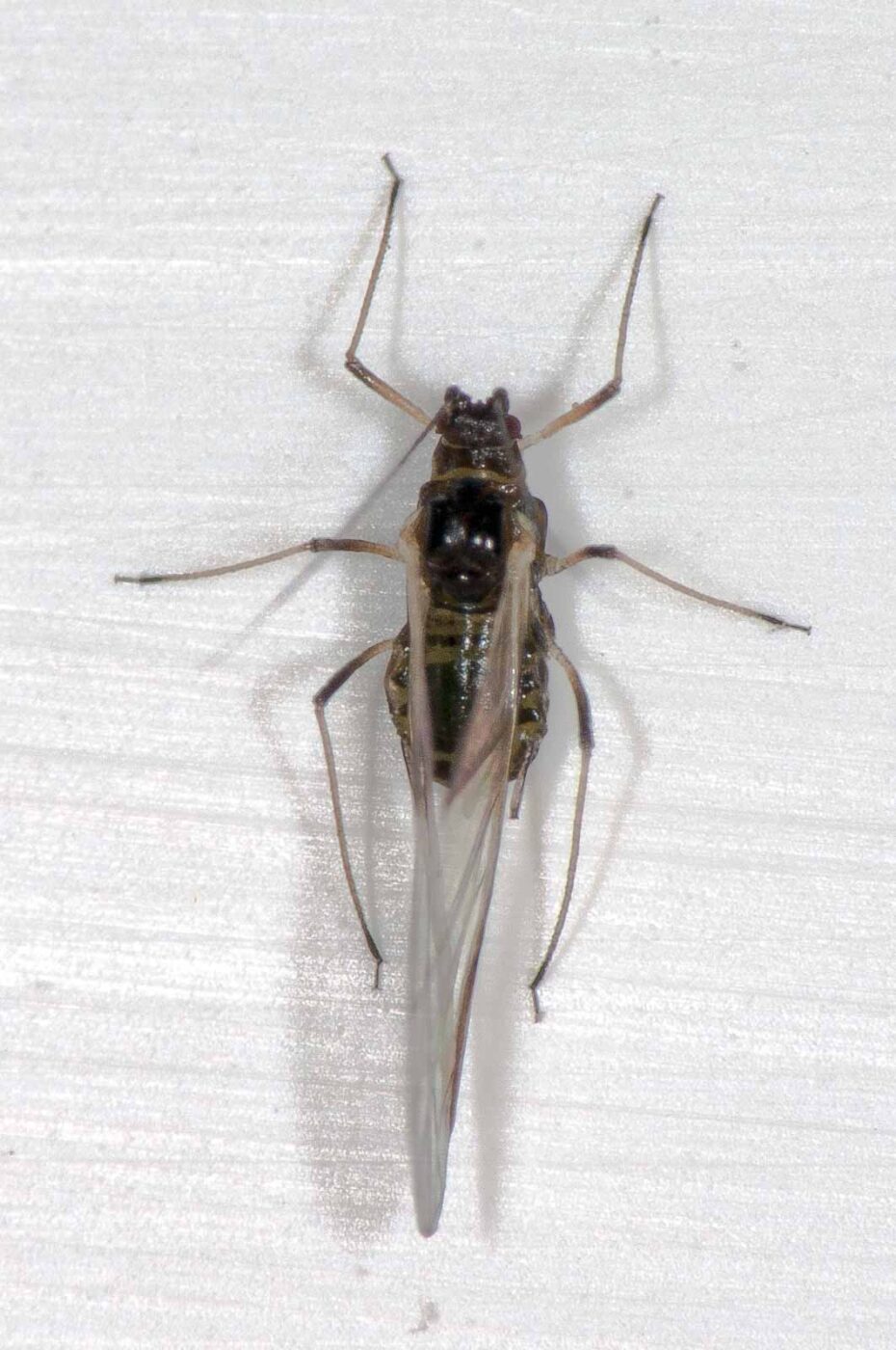 2018-11-27 - Residenzia - HolyHalla - Blitzversuche