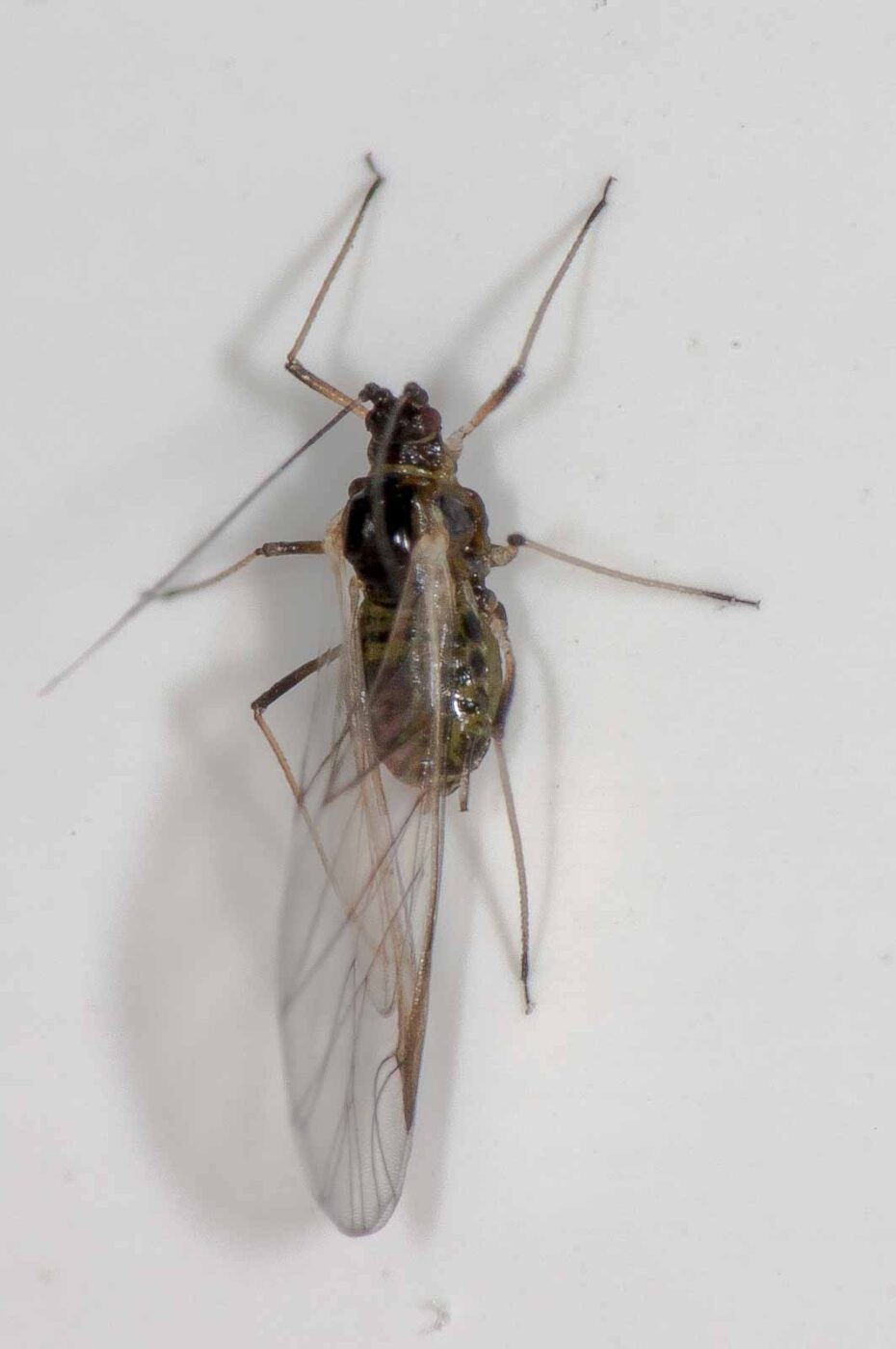 2018-11-27 - Residenzia - HolyHalla - Blitzversuche