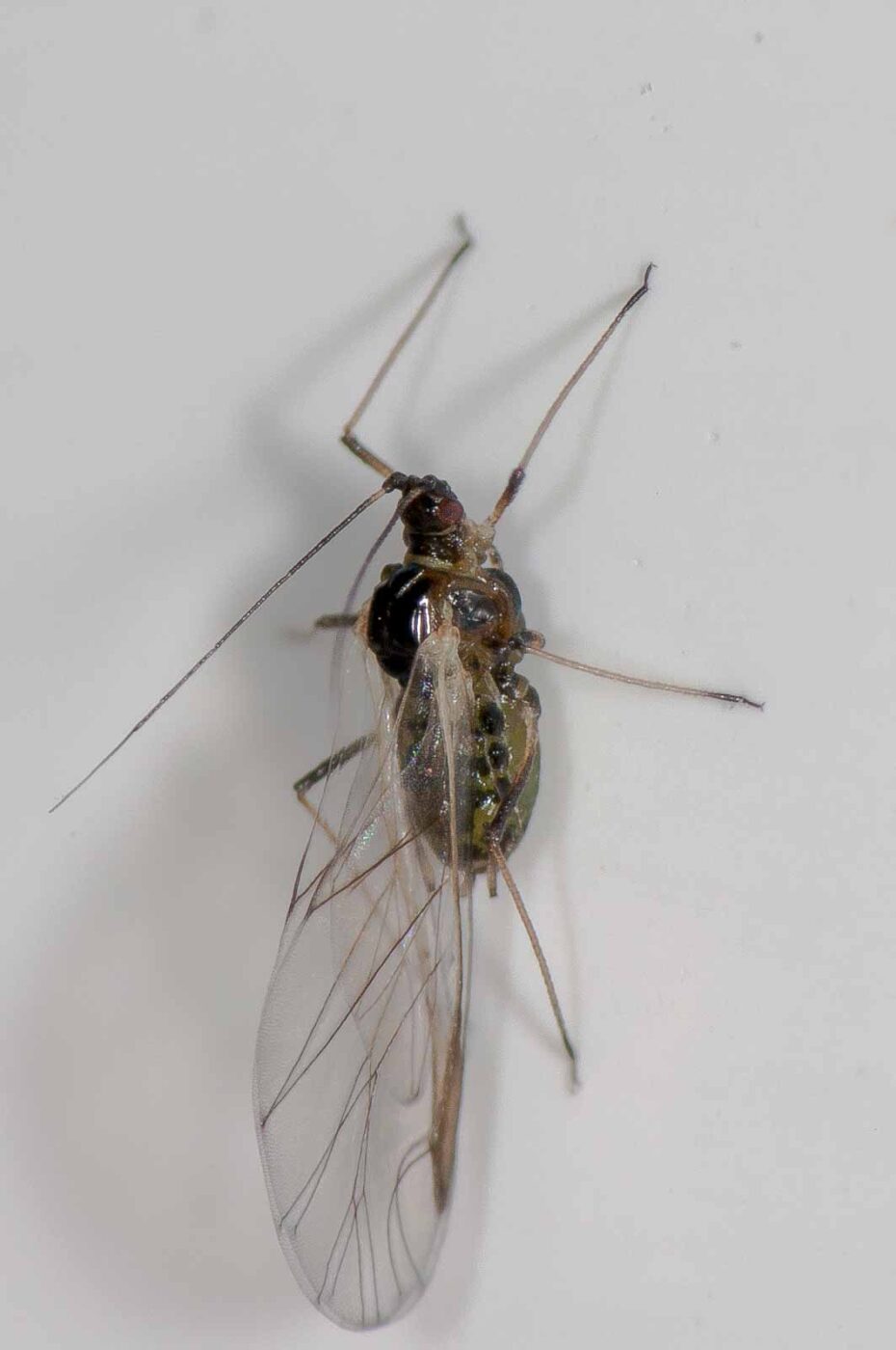 2018-11-27 - Residenzia - HolyHalla - Blitzversuche