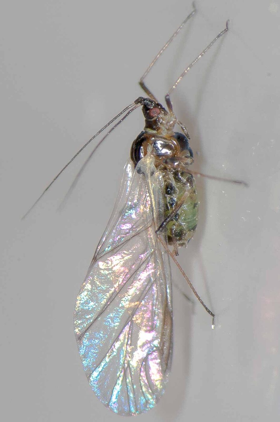 2018-11-27 - Residenzia - HolyHalla - Blitzversuche