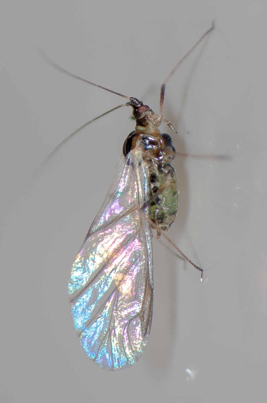 2018-11-27 - Residenzia - HolyHalla - Blitzversuche