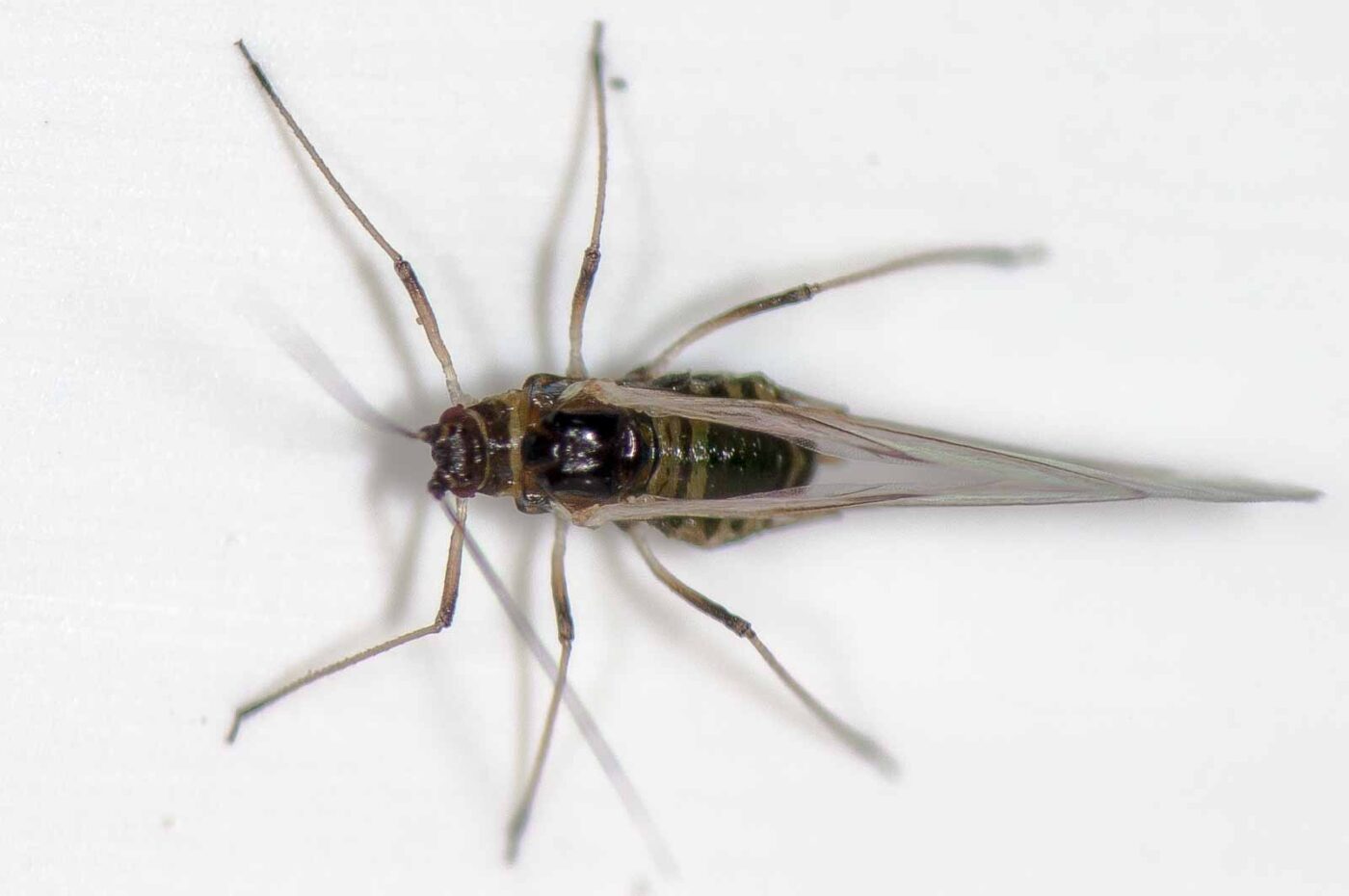 2018-11-27 - Residenzia - HolyHalla - Blitzversuche