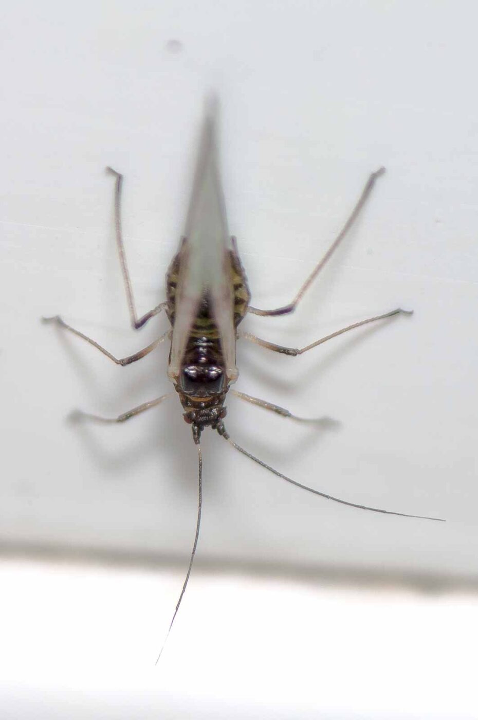 2018-11-27 - Residenzia - HolyHalla - Blitzversuche