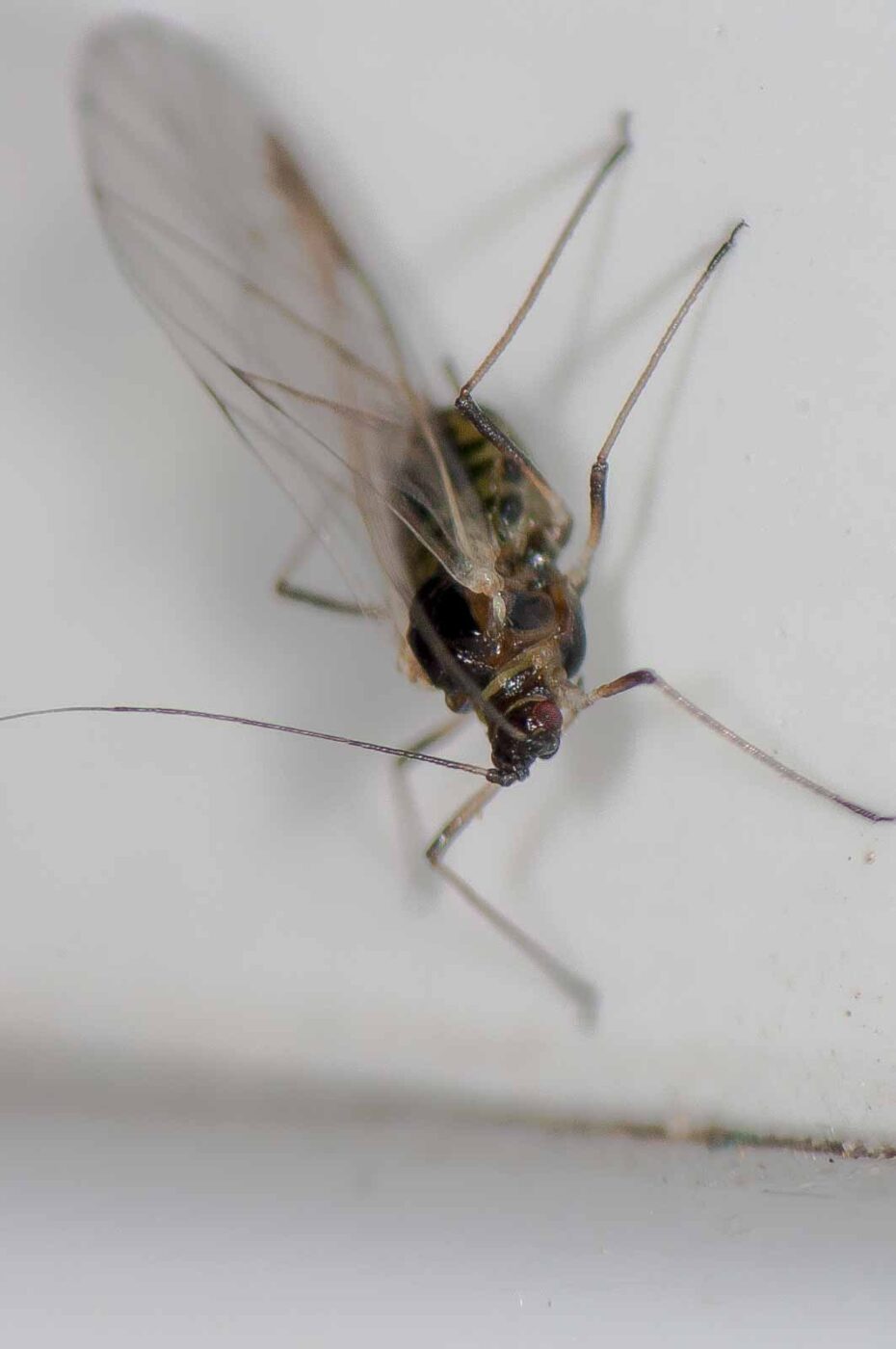 2018-11-27 - Residenzia - HolyHalla - Blitzversuche