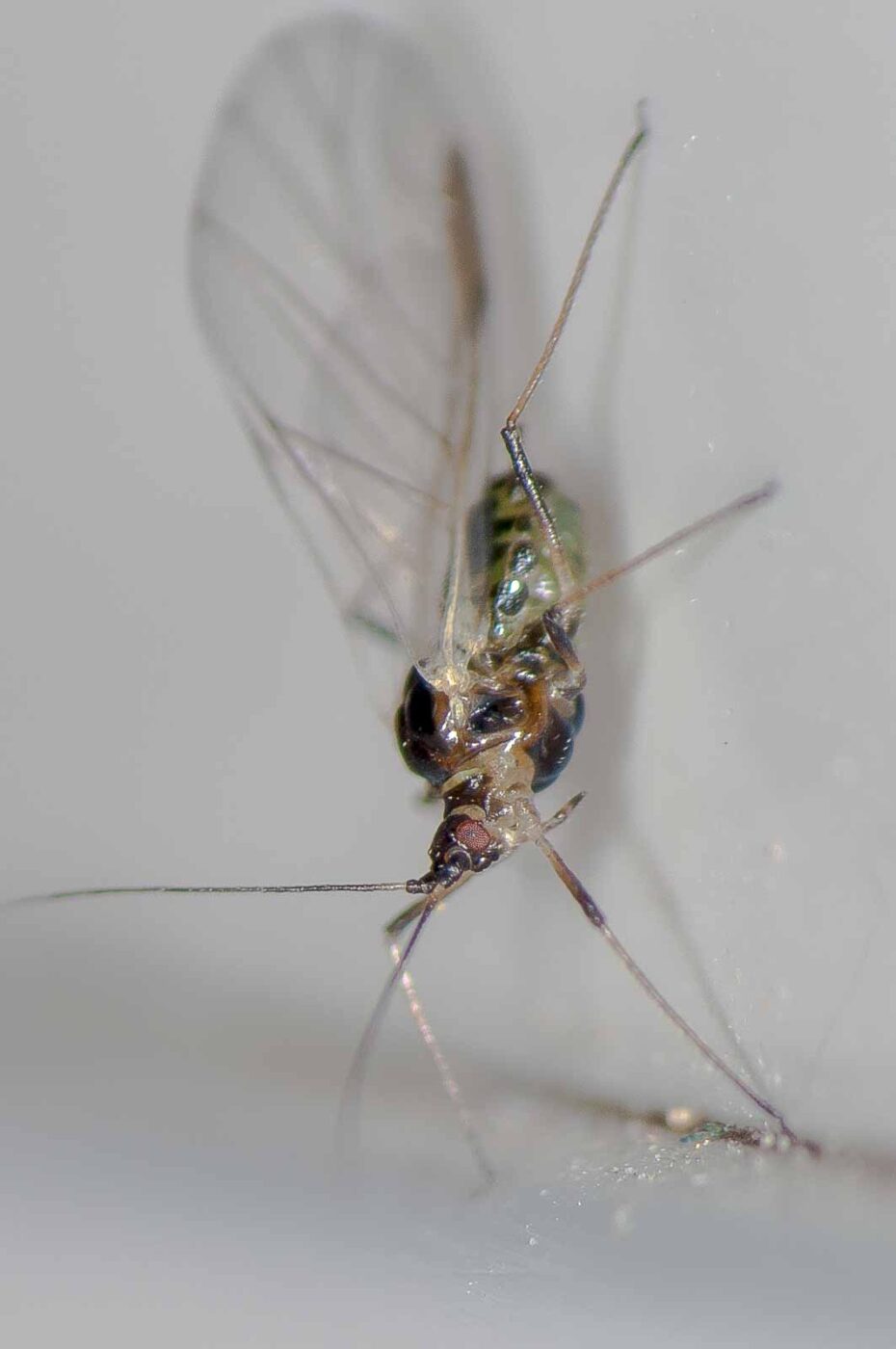 2018-11-27 - Residenzia - HolyHalla - Blitzversuche