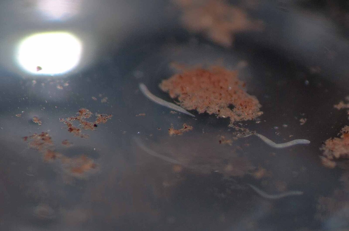 2018-11-27 - Residenzia - HolyHalla - Blitzversuche