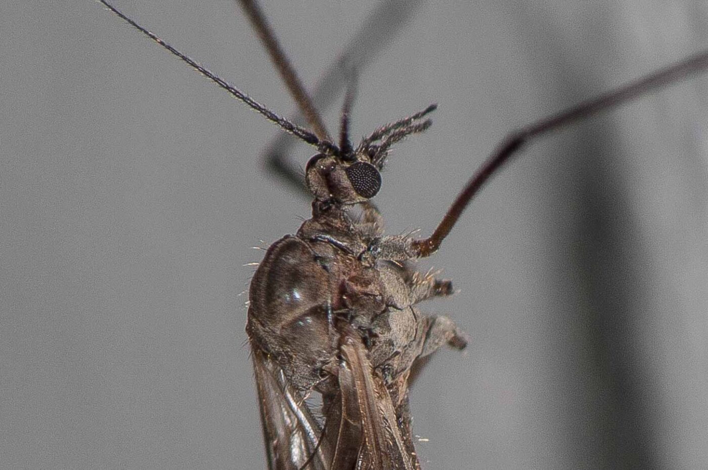 2018-11-27 - Residenzia - HolyHalla - Blitzversuche