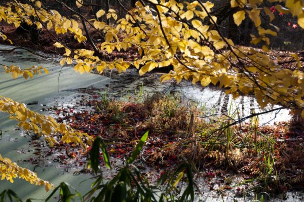 2018-12-04 - RUB - Botanischer Garten