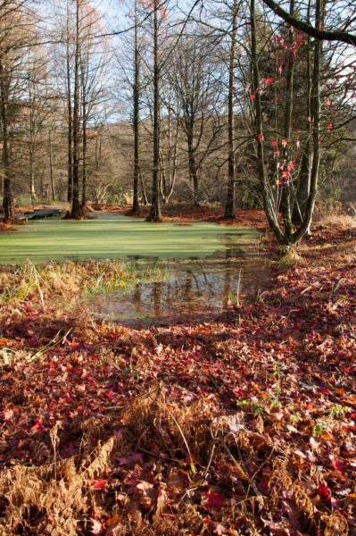 2018-12-04 - RUB - Botanischer Garten