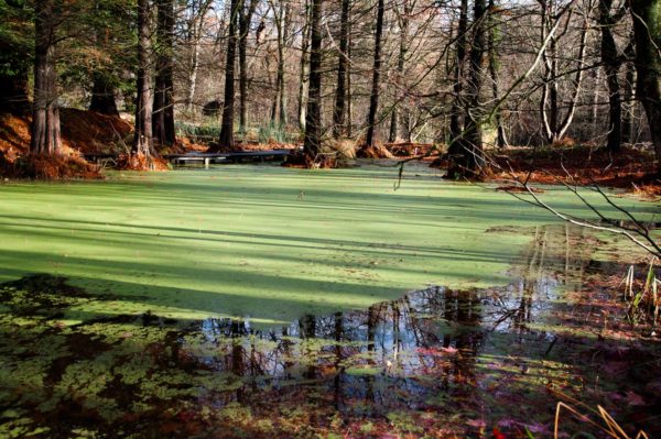 2018-12-04 - RUB - Botanischer Garten