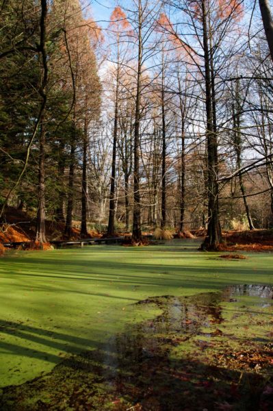 2018-12-04 - RUB - Botanischer Garten