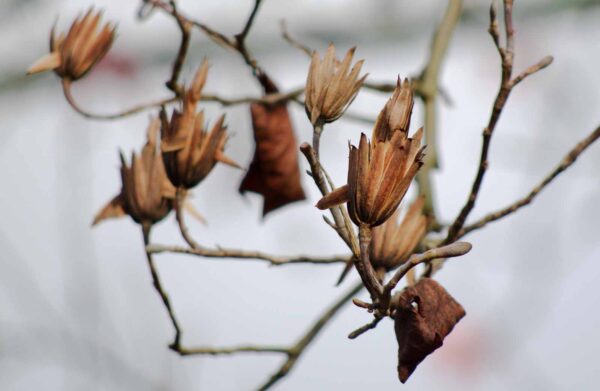 2018-12-04 - RUB - Botanischer Garten