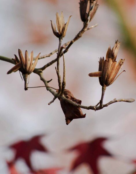 2018-12-04 - RUB - Botanischer Garten