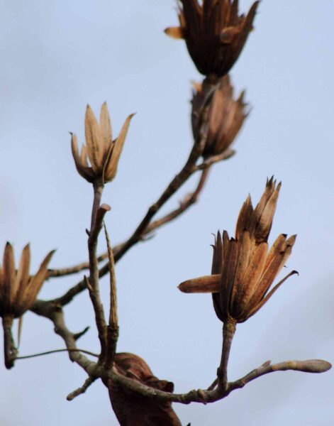 2018-12-04 - RUB - Botanischer Garten