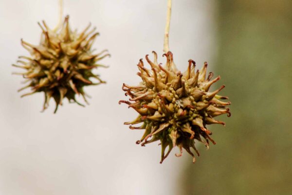 2018-12-04 - RUB - Botanischer Garten