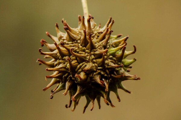 2018-12-04 - RUB - Botanischer Garten