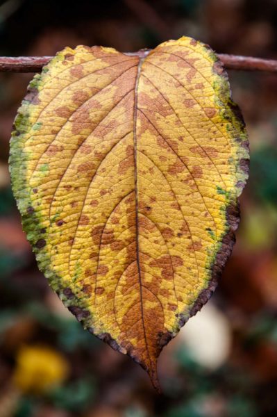 2018-12-04 - RUB - Botanischer Garten