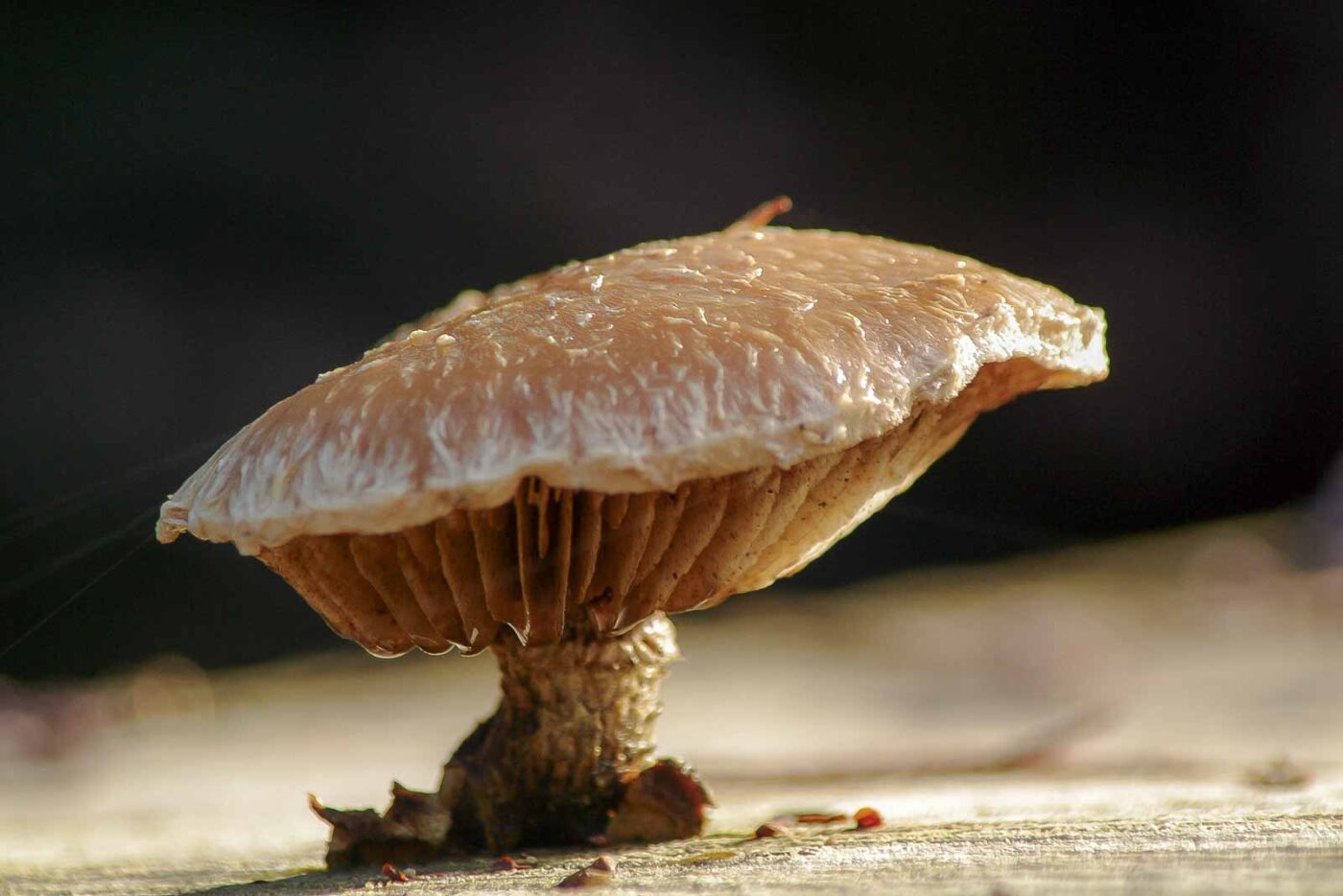 2018-12-04 - RUB - Botanischer Garten