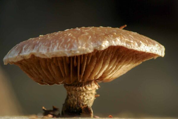 2018-12-04 - RUB - Botanischer Garten