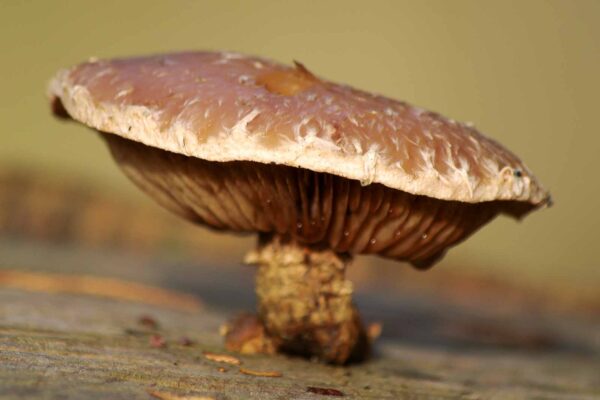 2018-12-04 - RUB - Botanischer Garten