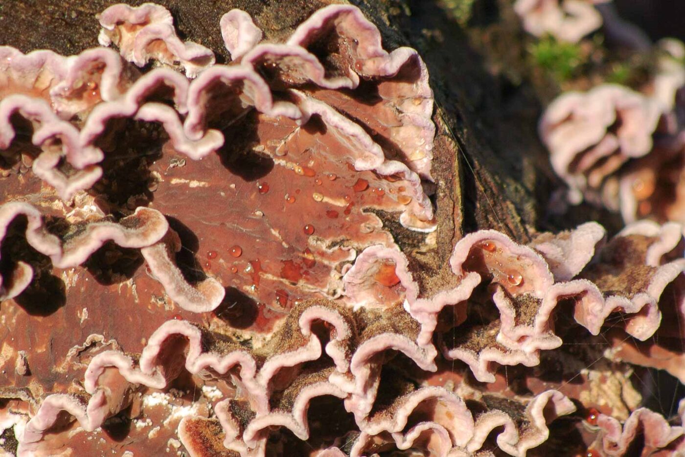 2018-12-04 - RUB - Botanischer Garten