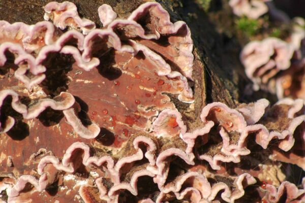 2018-12-04 - RUB - Botanischer Garten