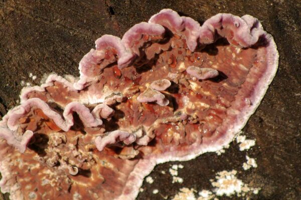 2018-12-04 - RUB - Botanischer Garten