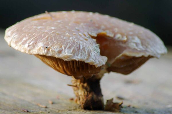 2018-12-04 - RUB - Botanischer Garten