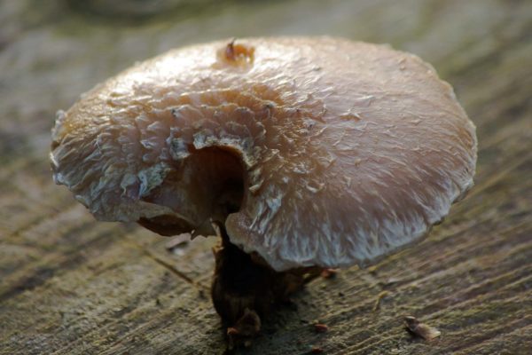 2018-12-04 - RUB - Botanischer Garten