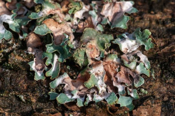 2018-12-04 - RUB - Botanischer Garten