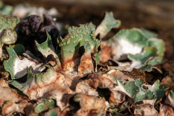 2018-12-04 - RUB - Botanischer Garten