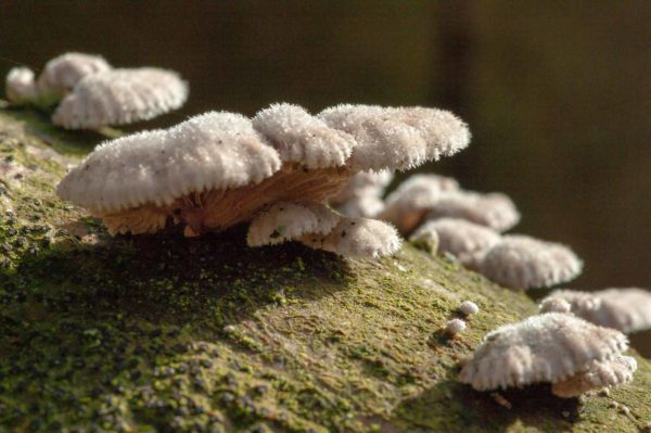 2018-12-04 - RUB - Botanischer Garten