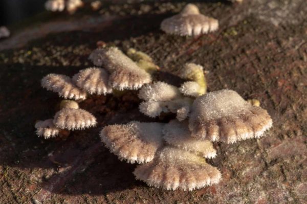 2018-12-04 - RUB - Botanischer Garten