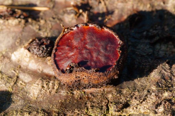 2018-12-04 - RUB - Botanischer Garten