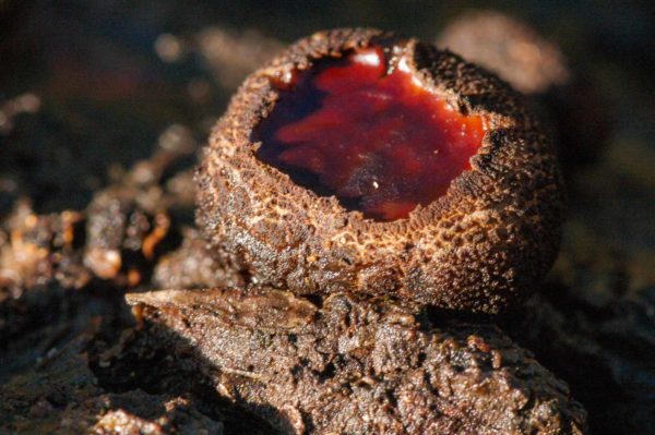 2018-12-04 - RUB - Botanischer Garten