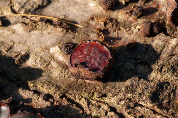 2018-12-04 - RUB - Botanischer Garten