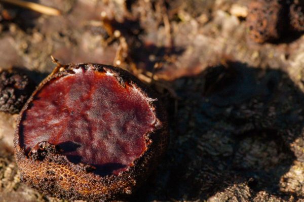 2018-12-04 - RUB - Botanischer Garten