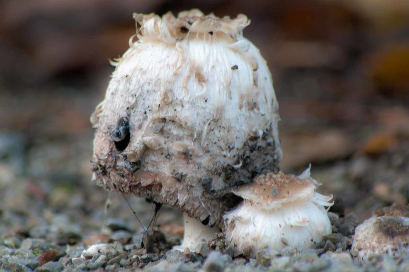 2018-12-04 - RUB - Botanischer Garten